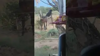 I was recording my horse, then THIS happened 