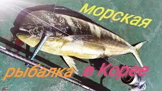 Морская рыбалка у берегов Южной Кореи! Корифена, амберджек, рыба сабля и луциан.