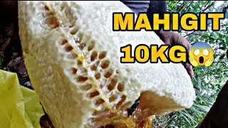 NAMUHAG ULIT NG PULOT PUKYUTAN | SULIT SA NAKUHA!!