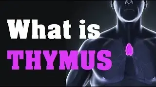 What is the THYMUS GLAND function and location