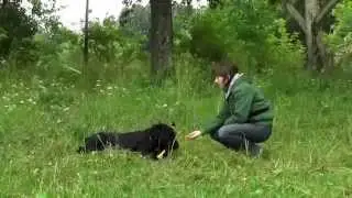 ХУ И3 ХУ ЧЕРНЫЙ ТЕРЬЕР