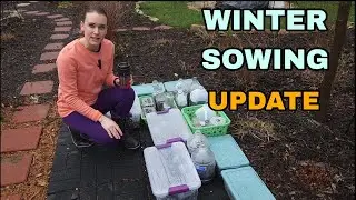 Winter Sowing: UPDATE