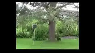 Our Cute Pets - Squirell And Dog  :DDD