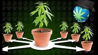Cloning & Mother Plants - How to Clone Cannabis Guide