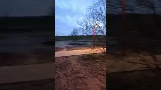 Ёжики по городу гуляют по ночам