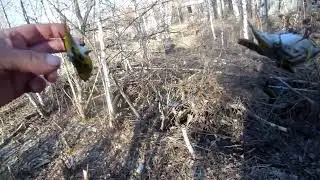 Охота чисто на Чижа.