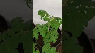 🌿🍅 Томатные гномы  
