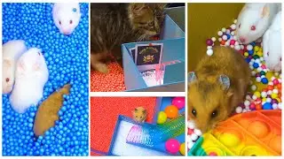 🐹 Hamster Babies vs Cat In Pop it Maze
