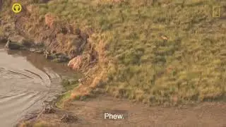 Zebra Narrowly Escapes Crocodile, Killed by Lions, Animal Fight