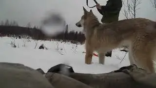 I WENT ON A SNOWMOBILE TO SEE DEER AND MOOSE  THE DOG LEARNS TO GET DUCKS OUT OF THE RIVER  | PART 8
