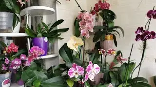 Орхидеи цветущие на лоджии в мае.. 🌸Часть 1.