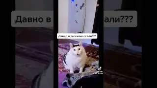 #кот