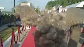 Zerkalo red carpet