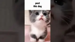 post this dog