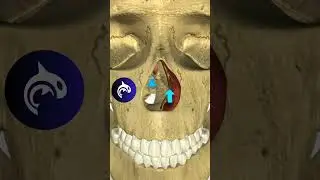 See what happens when you have a Deviated Septum 