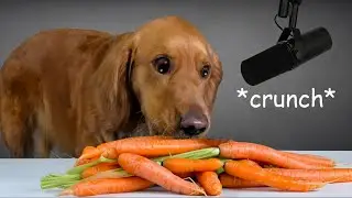 My Dog ate Human Snacks! 🥕