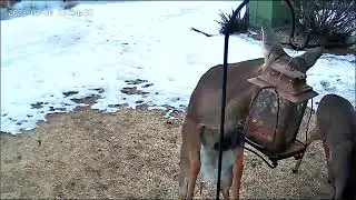 Deer Feed