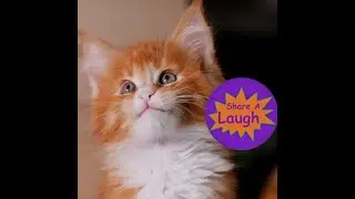 Kitten Jokes - Share a Laugh - My 10 Favorite Jokes about Kittens, Classic Cat Jokes, Original Humor