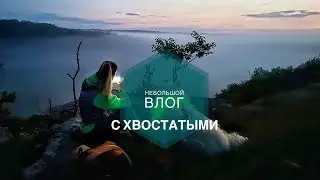 Мини поход с собаками l Промочили все ноги