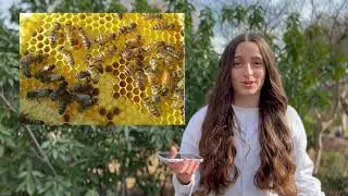 Les abeilles, des alliées précieuses pour la biodiversité
