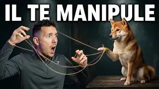 5 signes que ton Shiba te MANIPULE (et tu ne le sais même pas)
