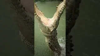 Crocodile attack 🙁.                        #vadodara #vishwamitririver #crocodile #magar