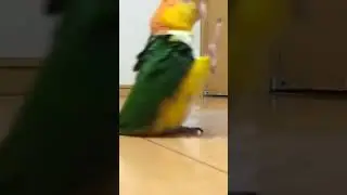 Попугай смешной ходит #recommended #попугай #funnyparrot