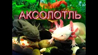 Аксолотль содержание в домашних условиях