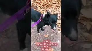 Mage