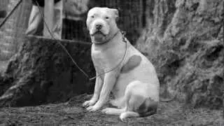 Fences For Fido 