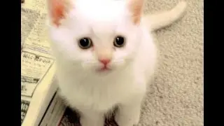 LUCU ! VIDEO KUCING ANGGORA KONYOL