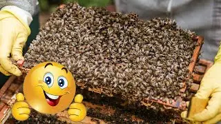 Мёда больше, проблем у пчёл меньше, зимовка лучше, летом не выкучиваются! Кто так сделал не пожалел!