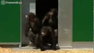 Обезьяны после 30 лет заточения