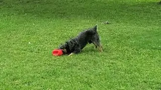 BudE playing