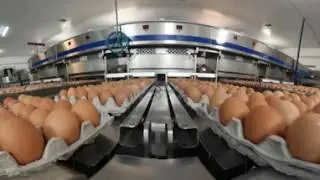 Las Tacuaras S.A. (Nutrihuevos) | 360