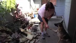 How to Train Dog Not to Be Timid