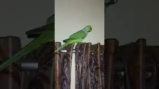 cute talking parrot