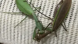 ムネアカハラビロカマキリの捕食（オオカマキリ）