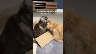 🔊Left-PAWed and Right-PAWed cats 🙀 Have you checked yours?🐾