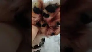 Кавказец с лапами от Леопарда)