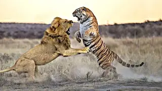 Tiger vs EVERYBODY! | Bear, Lion, Tiger & HUMANS!