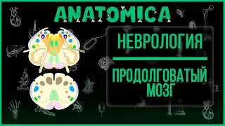 Medulla oblongata anatomy / Brain stem / Neurology