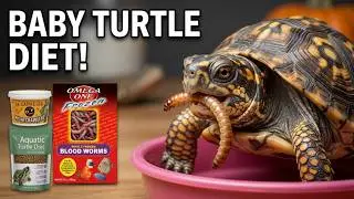 Hatchling Eastern Box Turtle Eating Time (My Way)