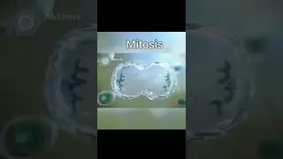 #mitosis
