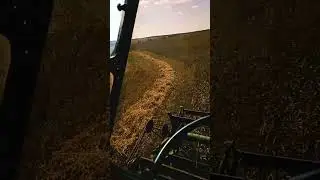 28 августа. Пшеница 