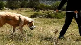 Dramatic rescue of a dog that had lost all hope
