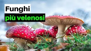 7 FUNGHI PIÙ VELENOSI d'Italia (e non solo)