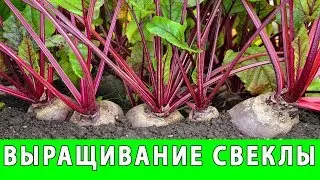 УХОД ЗА СВЕКЛОЙ ПОСАДКА И ВЫРАЩИВАНИЕ СВЕКЛЫ