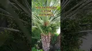 ПЛОДЫ ПАЛЬМЫ В АНТАЛИИ.