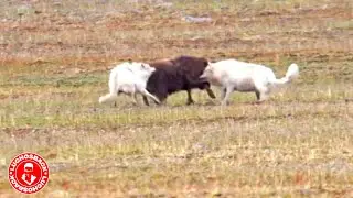 DESTRUIDO EN UN SEGUNDO / Raras Batallas de Animales Captadas en Cámara